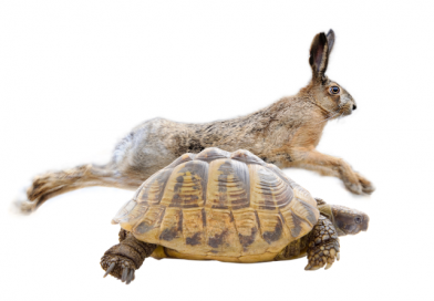The tortoise versus the hare!