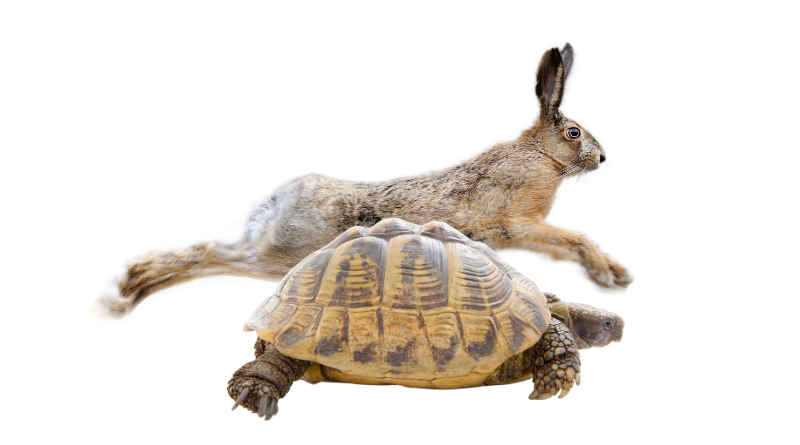 The tortoise versus the hare!