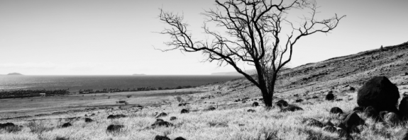 Emotional resilience: are you an oak or a willow?