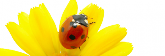 Where do bugs come from?